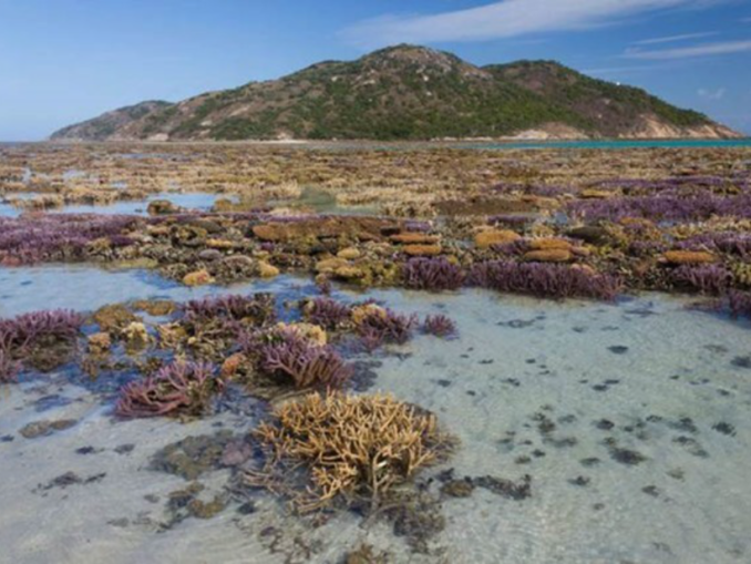 Centil Das Angebliche Absterben Der Korallen Im Great Barrier Reef Durch Eine Angebliche Klimaveranderung